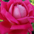 Rosa - Rosas híbridas de té - Freiheitsglocke®